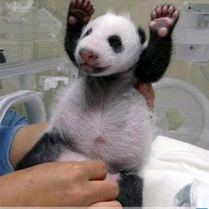 Meet your Posher, Patrick